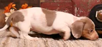 Olive Isabella/tan Pied smooth f, a female Miniature Dachshund for sale in Crawford, CO – 4 of 7
