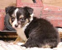 Lucy Black-tri Toy Aussie, a female Toy Australian Shepherd for sale in Crawford, CO – 3 of 7