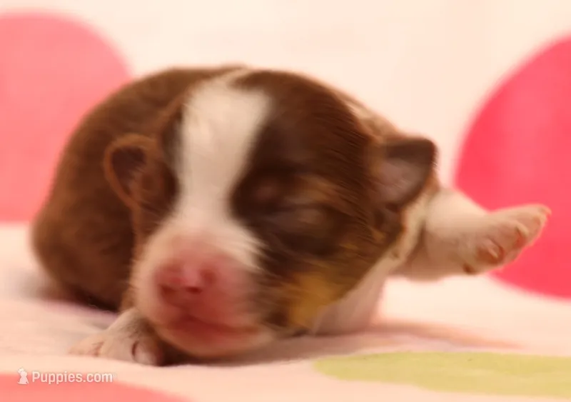 Juliann – Toy Australian Shepherd puppy for sale in Crawford, CO