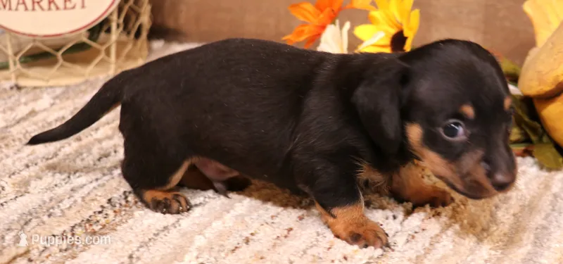 Boyd black/tan smooth male – Miniature Dachshund puppy for sale in Crawford, CO