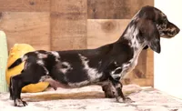 Odie black/silver dapple sm m, a male Miniature Dachshund for sale in Crawford, CO – Photo 5 of 7