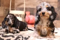 Odie black/silver dapple sm m, a male Miniature Dachshund for sale in Crawford, CO – Photo 4 of 7