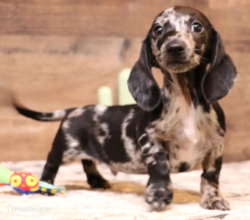 Odie black/silver dapple sm m – Miniature Dachshund puppy for sale in Crawford, CO
