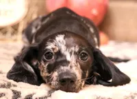 Odie black/silver dapple sm m, a male Miniature Dachshund for sale in Crawford, CO – Photo 2 of 7