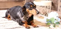 Odie black/silver dapple sm m, a male Miniature Dachshund for sale in Crawford, CO – Photo 6 of 7