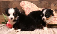 Twila, a female Toy Australian Shepherd for sale in Crawford, CO – 2 of 7