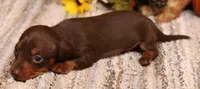 Bandit choc/tan smooth male, a male Miniature Dachshund for sale in Crawford, CO – 2 of 5