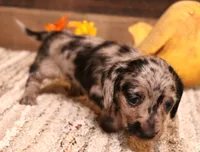 Bubbles silver/black/tan dapple wirehair f, a female Miniature Dachshund for sale in Crawford, CO – 2 of 5