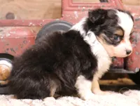Lily black-tri Toy f, a female Toy Australian Shepherd for sale in Crawford, CO – 9 of 9