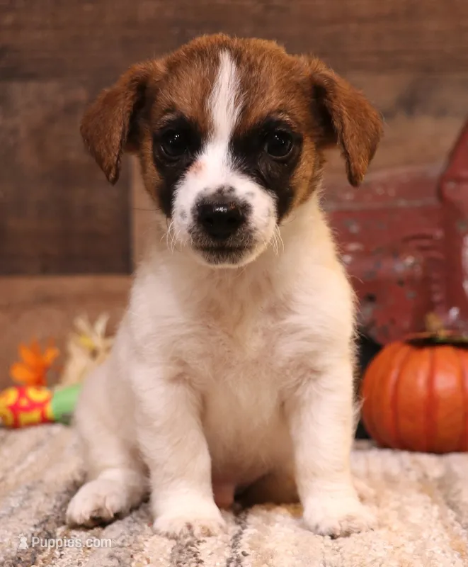 Rex is a shorty – Jack Russell Terrier puppy for sale in Crawford, CO