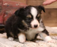 Luna black-tri f, a female Toy Australian Shepherd for sale in Crawford, CO – 6 of 7