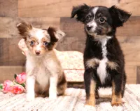Theodore red merle blue eyes, a male Toy Australian Shepherd for sale in Crawford, CO – 5 of 9