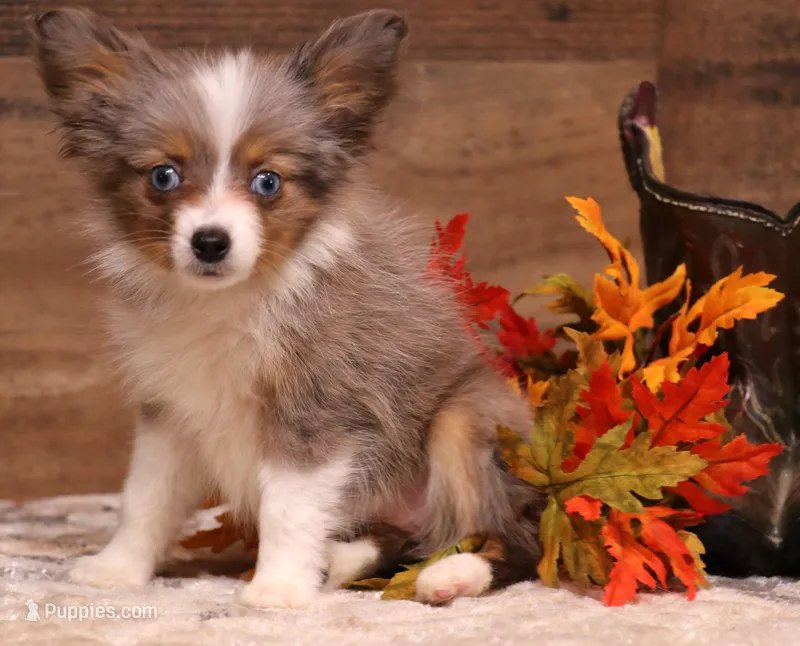 Jean blue/tan/white – Toy Australian Shepherd puppy for sale in Crawford, CO