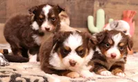 Smith red tri, a male Toy Australian Shepherd for sale in Crawford, CO – Photo 2 of 4