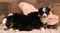 Tessa , a female Toy Australian Shepherd for sale in Crawford, CO – 2 of 9