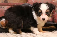 Lily black-tri Toy f, a female Toy Australian Shepherd for sale in Crawford, CO – 8 of 9