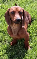 Benji, a male Miniature Dachshund for sale in Crawford, CO – 4 of 6
