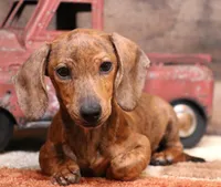 Benji, a male Miniature Dachshund for sale in Crawford, CO – 1 of 6