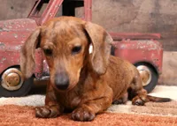 Benji, a male Miniature Dachshund for sale in Crawford, CO – 5 of 6