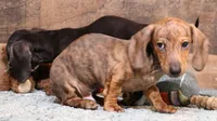 Benji, a male Miniature Dachshund for sale in Crawford, CO – Photo 1 of 2