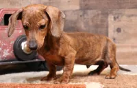 Benji, a male Miniature Dachshund for sale in Crawford, CO – 2 of 6