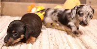 Boyd black/tan smooth male, a male Miniature Dachshund for sale in Crawford, CO – 6 of 6