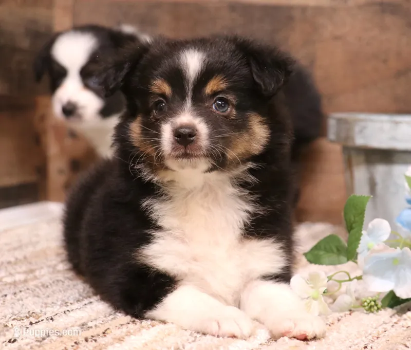 Cora black tri female – Toy Australian Shepherd puppy for sale in Crawford, CO