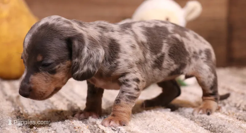 Phoenix blue/tan dapple smooth f – Miniature Dachshund puppy for sale in Crawford, CO