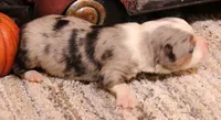 Ice blue merle m, a male Toy Australian Shepherd for sale in Crawford, CO – 3 of 5