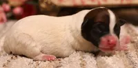 Sailor is a shorty, a female Jack Russell Terrier for sale in Crawford, CO – 2 of 5