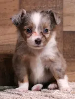 Jade, a female Toy Australian Shepherd for sale in Crawford, CO – 7 of 9