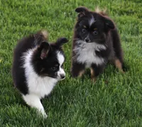 Genie black tri tailed f, a female Toy Australian Shepherd for sale in Crawford, CO – 7 of 7