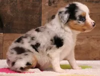 Candy blue merle Toy female, a female Toy Australian Shepherd for sale in Crawford, CO – 4 of 10