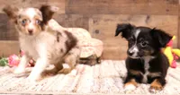 Thistle black-tri Toy f, a female Toy Australian Shepherd for sale in Crawford, CO – 5 of 9