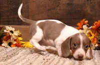Olive Isabella/tan Pied smooth f, a female Miniature Dachshund for sale in Crawford, CO – 3 of 7
