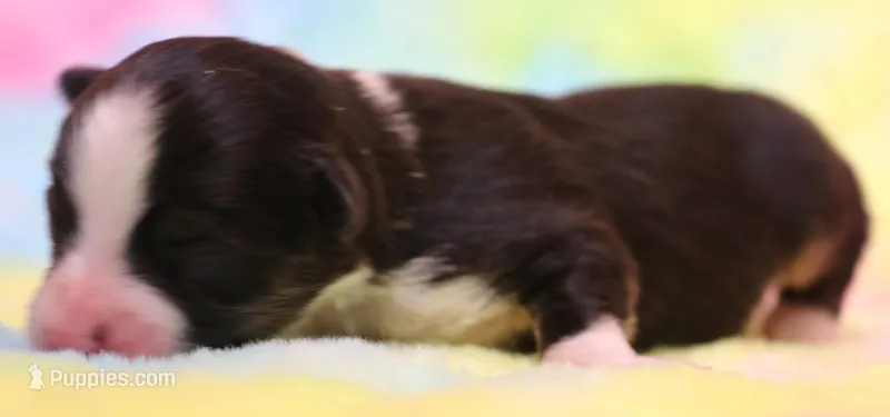 Luna black-tri f – Toy Australian Shepherd puppy for sale in Crawford, CO