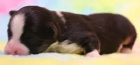 Luna black-tri f, a female Toy Australian Shepherd for sale in Crawford, CO – 1 of 3