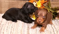 Buffy black longhair, a female Miniature Dachshund for sale in Crawford, CO – 3 of 6