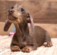 Sparrow blue/tan wirehair, a female Miniature Dachshund for sale in Crawford, CO – 4 of 10