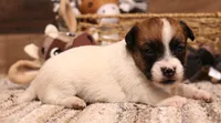 Sailor is a shorty, a female Jack Russell Terrier for sale in Crawford, CO – 5 of 10
