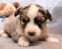 Laney, a female Toy Australian Shepherd for sale in Crawford, CO – Photo 1 of 4