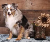Laney, a female Toy Australian Shepherd for sale in Crawford, CO – Photo 2 of 4