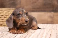 Wynnie blue/tan wirehair, a female Miniature Dachshund for sale in Crawford, CO – 3 of 5
