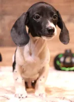 Patch black/tan pied smooth male, a male Miniature Dachshund for sale in Crawford, CO – 5 of 8