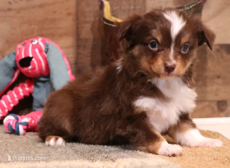 Sabrina red tri f – Toy Australian Shepherd puppy for sale in Crawford, CO