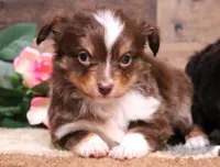 Sabrina red tri f, a female Toy Australian Shepherd for sale in Crawford, CO – Photo 4 of 6