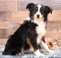 Sabrina red tri f, a female Toy Australian Shepherd for sale in Crawford, CO – Photo 5 of 6