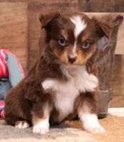 Sabrina red tri f, a female Toy Australian Shepherd for sale in Crawford, CO – Photo 2 of 6