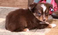 Sabrina red tri f, a female Toy Australian Shepherd for sale in Crawford, CO – Photo 3 of 6