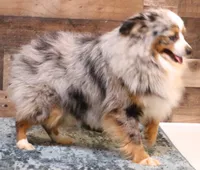 Fairy blue merle brown eyes, a female Toy Australian Shepherd for sale in Crawford, CO – 6 of 7